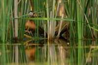 Potapka rudokrka - Podiceps grisegena - Red-necked Grebe 6221